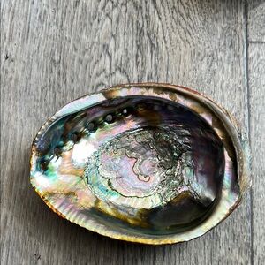 Iridescent Abalone Shell